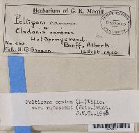 Peltigera rufescens image