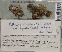 Peltigera didactyla image