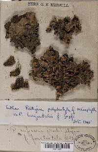 Peltigera praetextata image