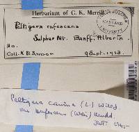 Peltigera rufescens image