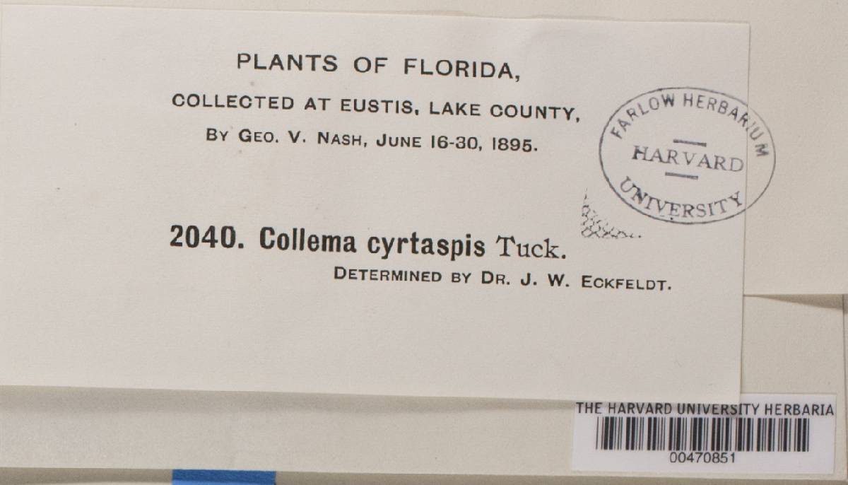 Collema conglomeratum image