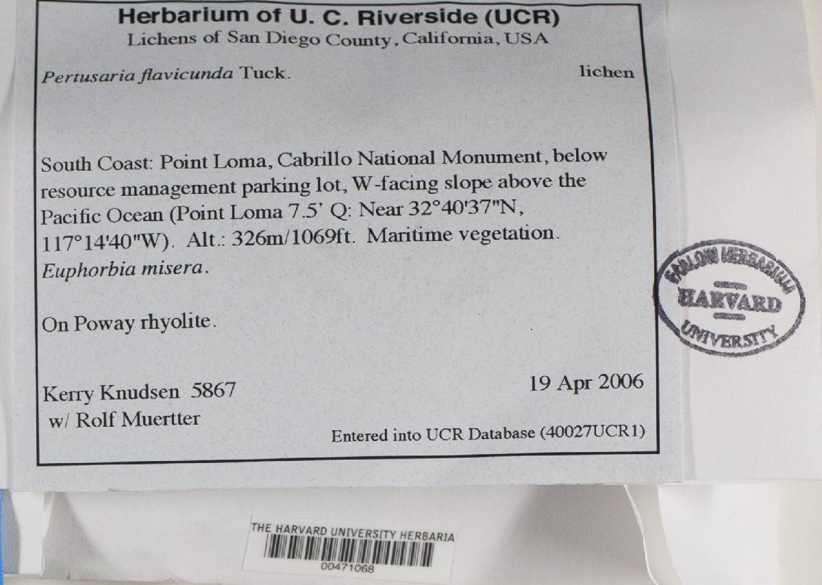 Pertusaria flavicunda image