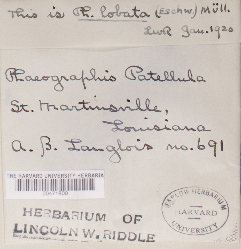 Phaeographis lobata image