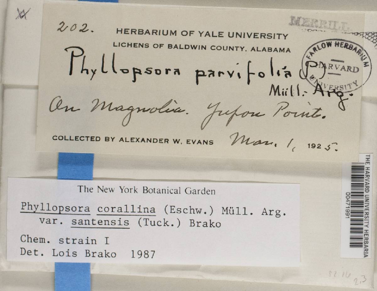 Phyllopsora image