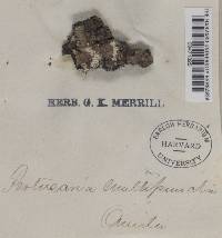 Pertusaria multipuncta image