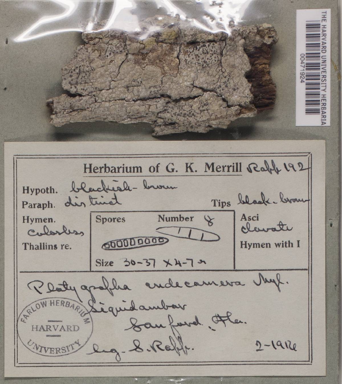 Phlyctella endecamera image