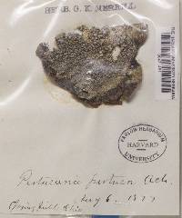 Pertusaria pertusa image