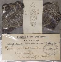 Pertusaria multipuncta image