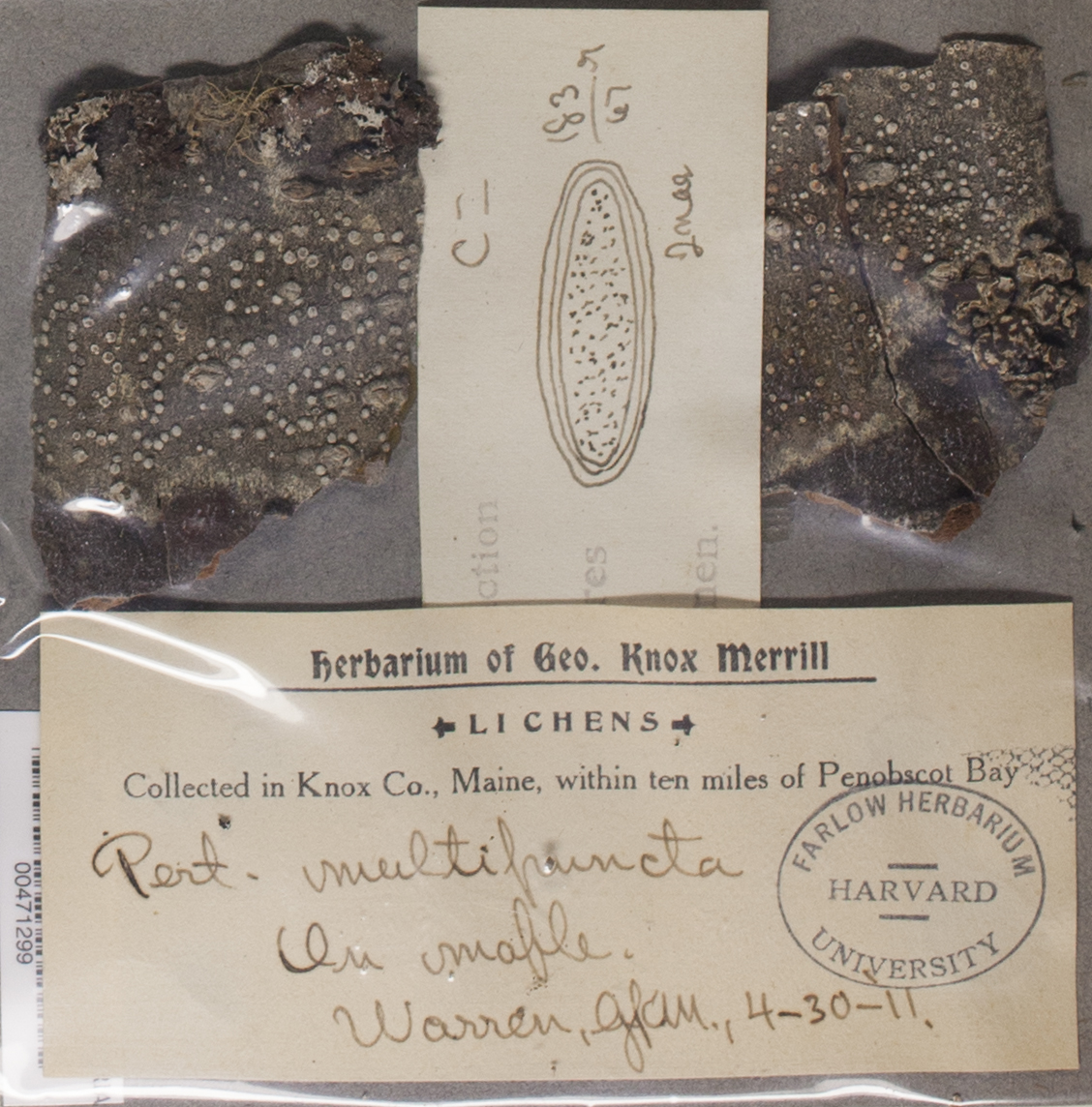 Pertusaria multipuncta image