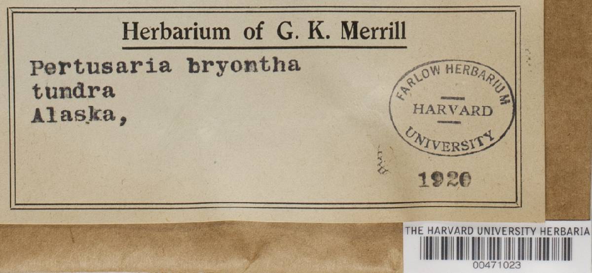 Pertusaria bryontha image