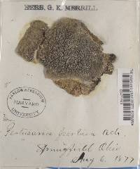 Pertusaria pertusa image