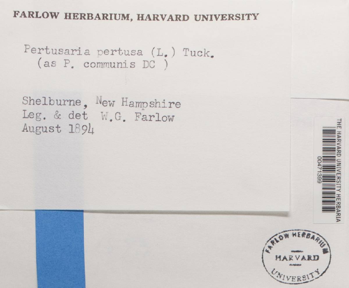 Pertusaria pertusa image