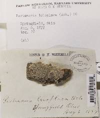 Pertusaria leioplaca image