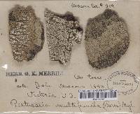 Pertusaria multipuncta image