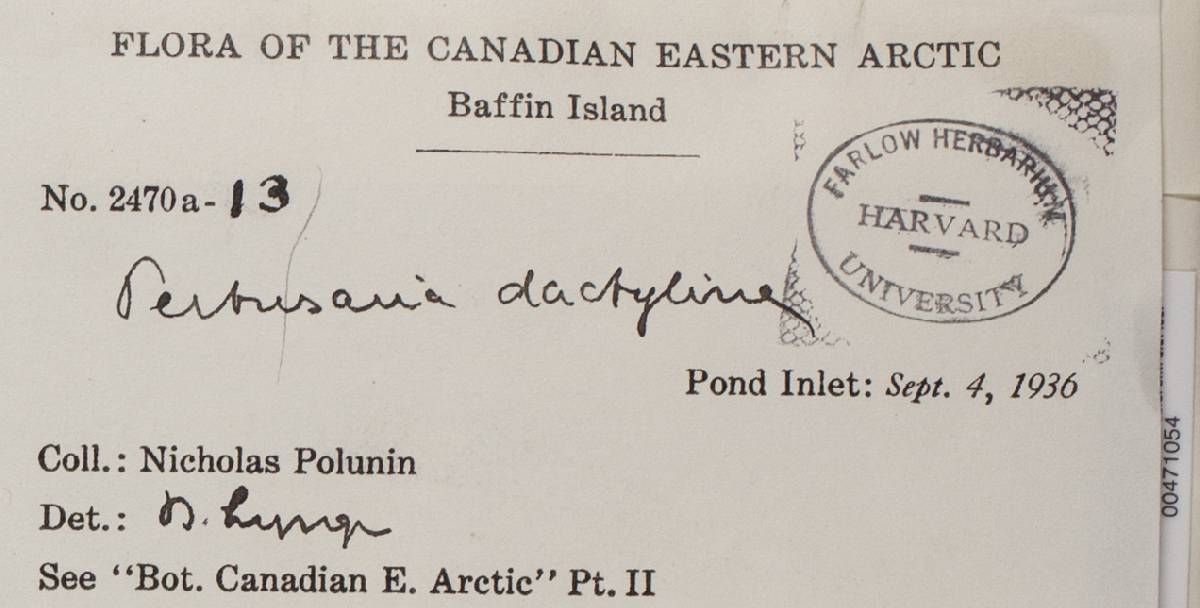 Pertusaria dactylina image