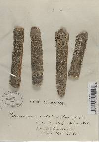 Pertusaria multipuncta image