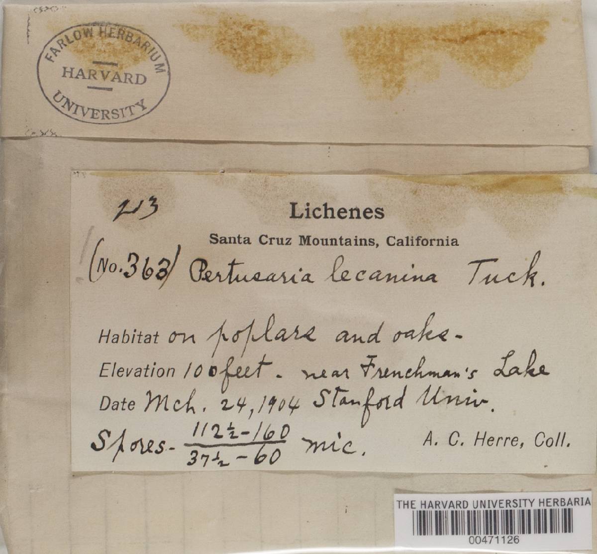 Pertusaria lecanina image