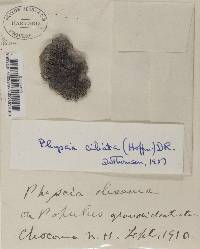 Phaeophyscia ciliata image