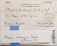Physcia millegrana image