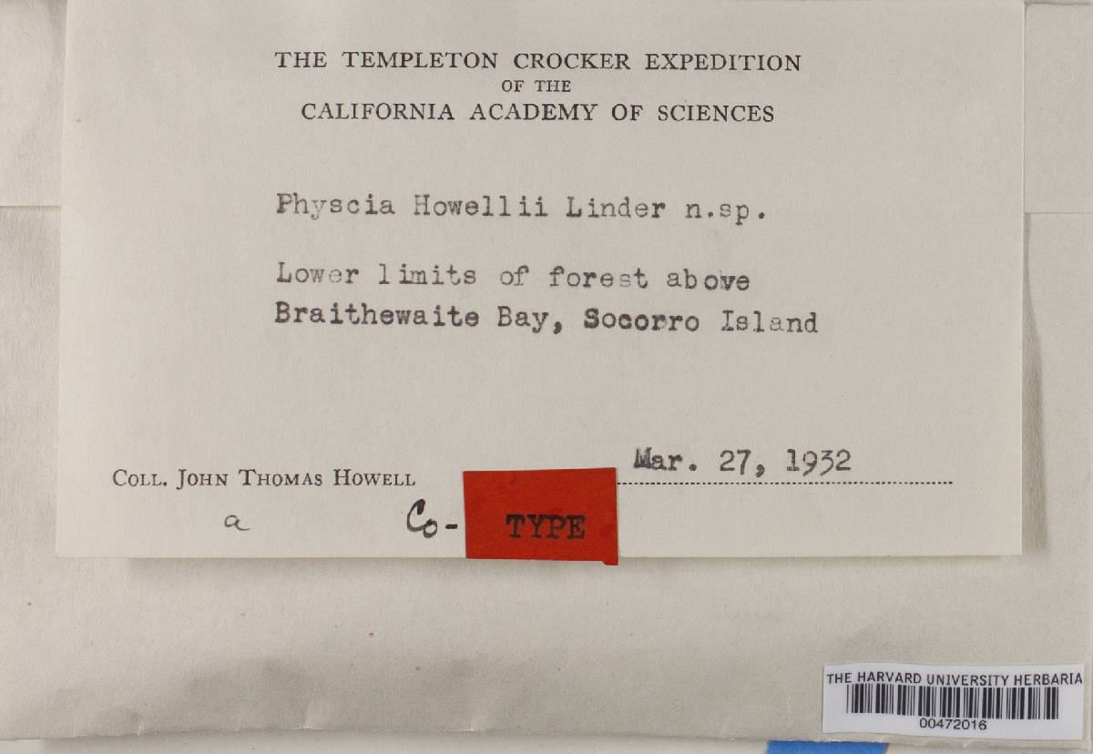 Physcia howellii image