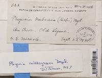 Physcia millegrana image