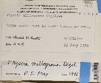 Physcia millegrana image