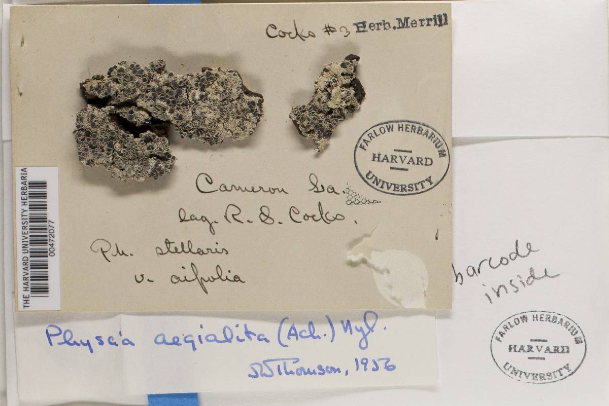 Dirinaria aegialita image