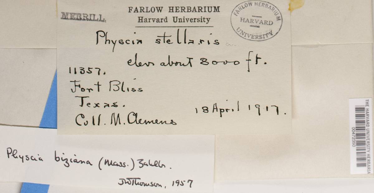 Physcia biziana image