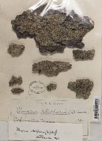 Physcia stellaris image