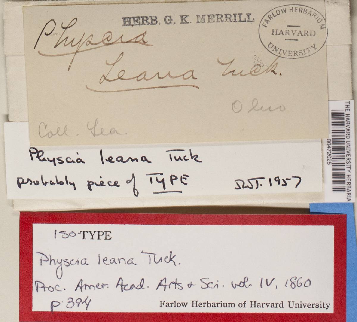 Physcia leana image
