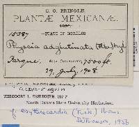 Physcia endococcinodes image