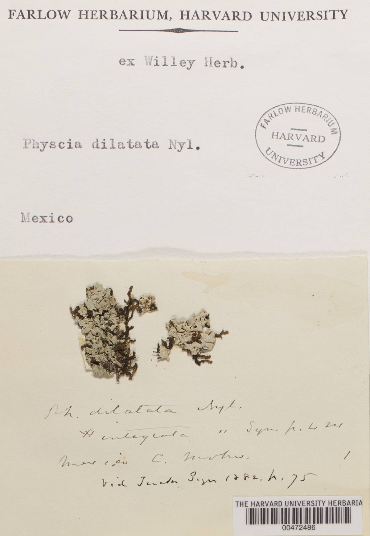 Physcia dilatata image