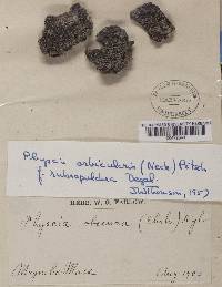 Physcia orbicularis f. rubropulchra image