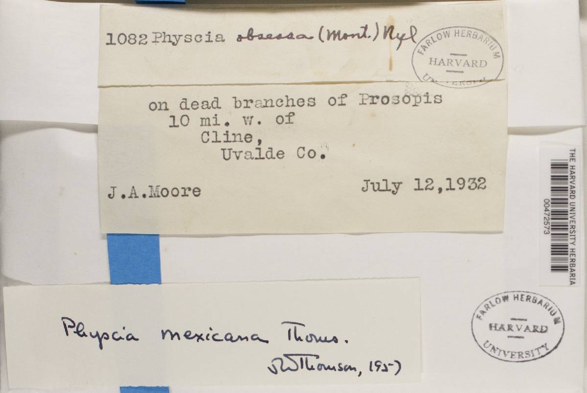 Physcia mexicana image