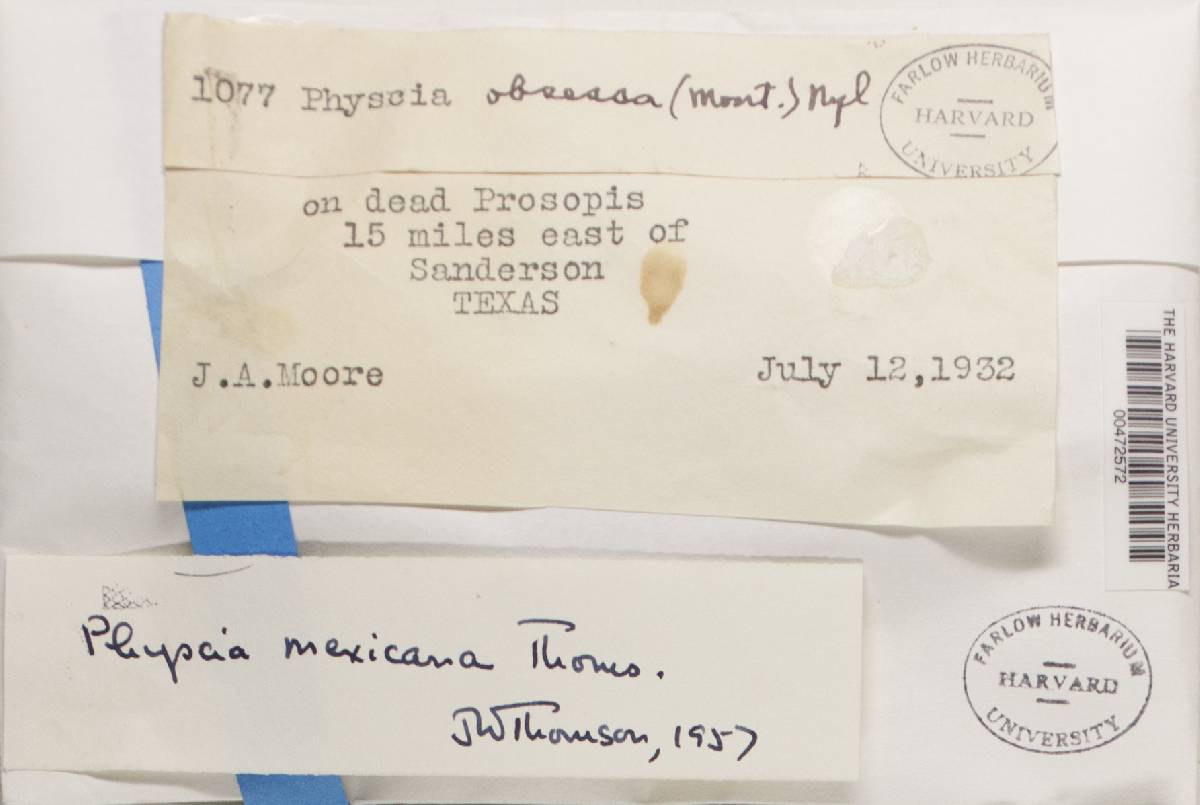 Physcia mexicana image