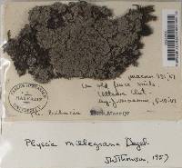 Physcia millegrana image