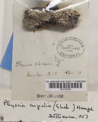 Physcia aipolia image