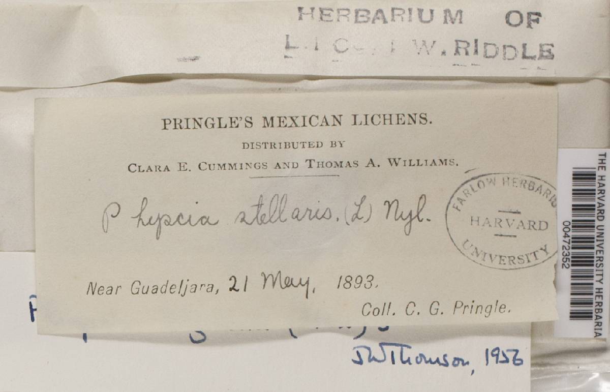 Physcia biziana image