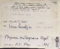 Physcia millegrana image