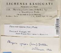 Physconia detersa image