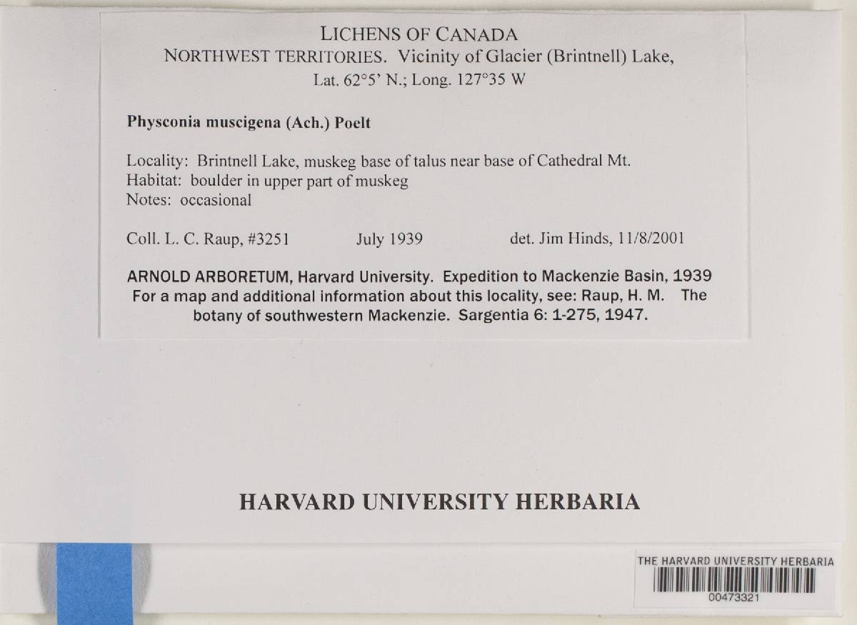 Physconia muscigena image