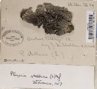 Physcia stellaris image
