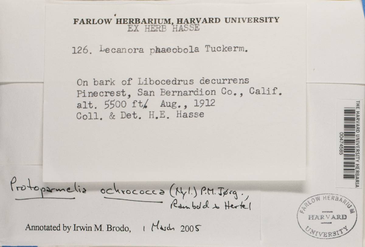 Protoparmelia image
