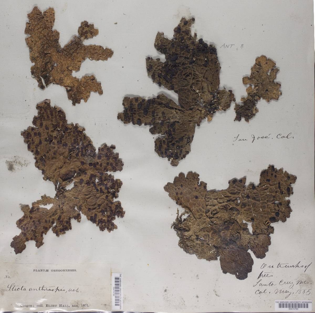Pseudocyphellaria anthraspis image