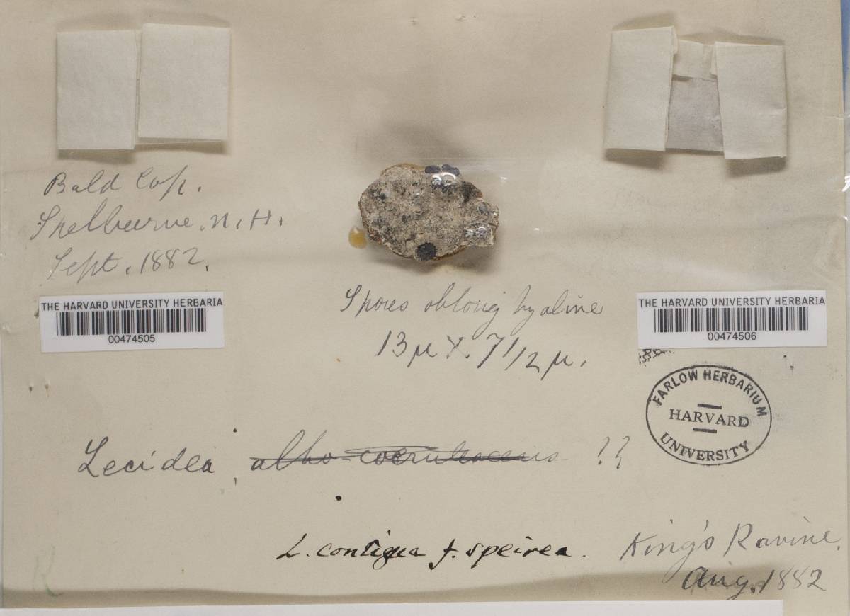 Porpidia speirea image