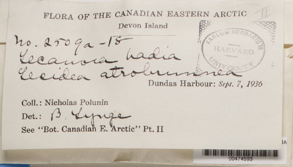 Protoparmelia image