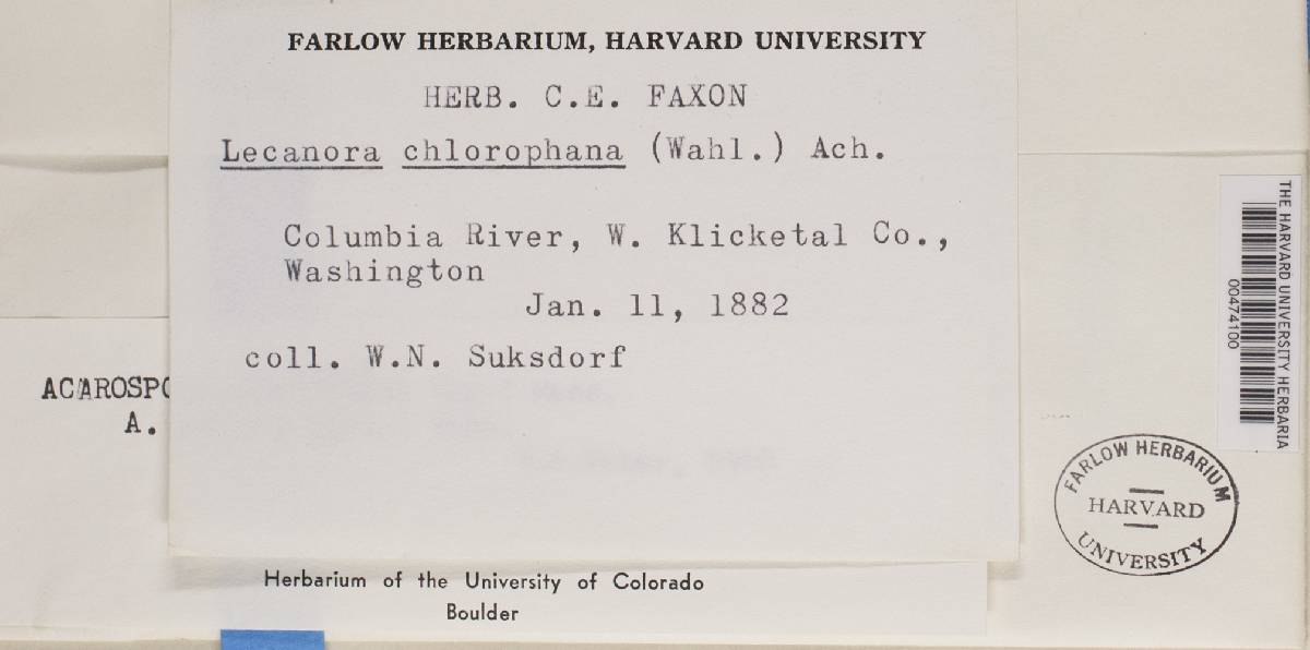 Pleopsidium chlorophanum image