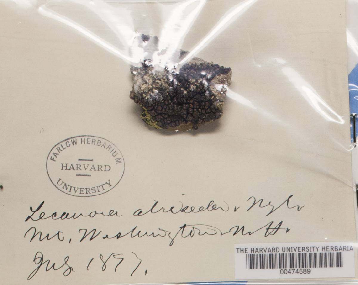 Protoparmelia image