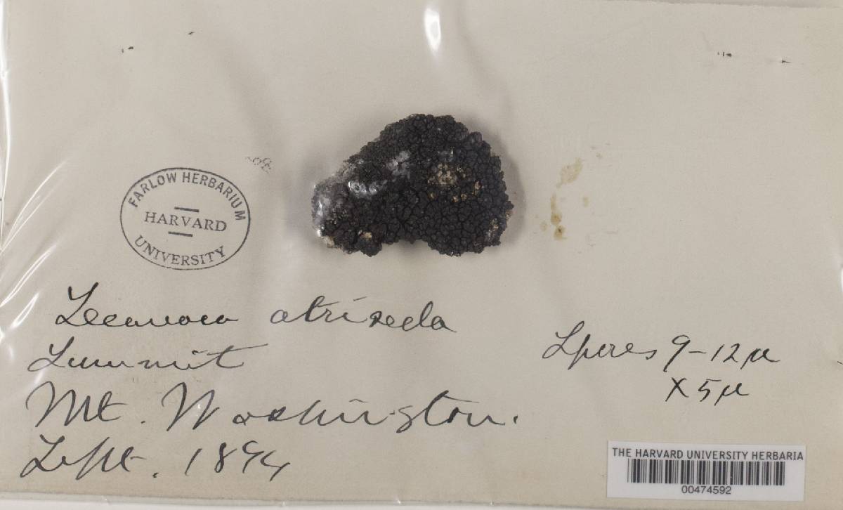 Protoparmelia image