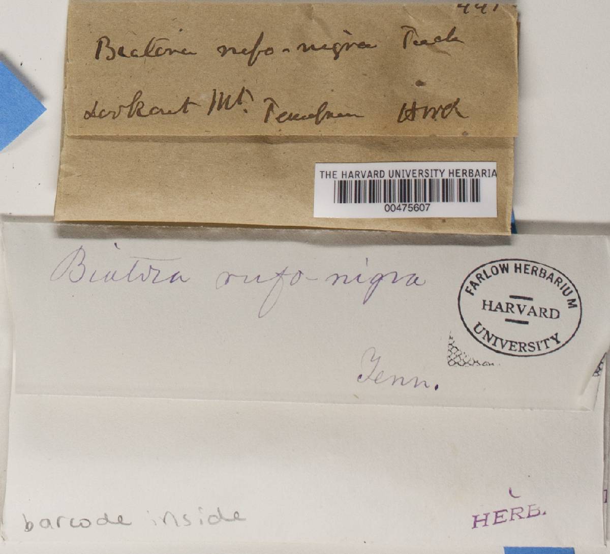 Psorula rufonigra image